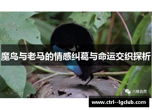 魔鸟与老马的情感纠葛与命运交织探析